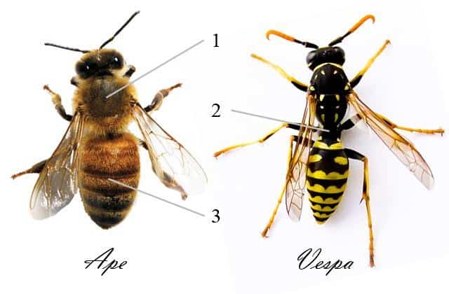 un ape e una vespa a confronto