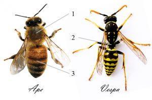 Scopri di più sull'articolo Differenze tra api e vespe