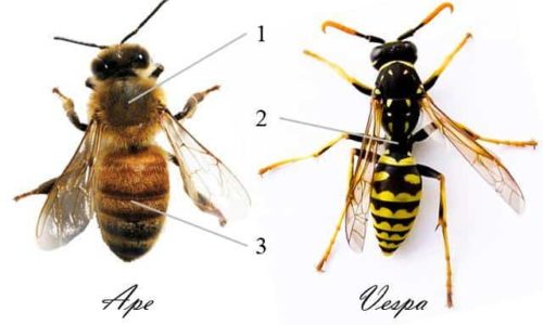 Differenze tra api e vespe