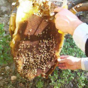 Scopri di più sull'articolo Come rimuovere un nido di api?