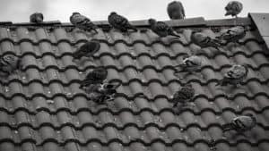 Scopri di più sull'articolo Rimedi contro i piccioni: come allontanare i piccioni dal tetto?