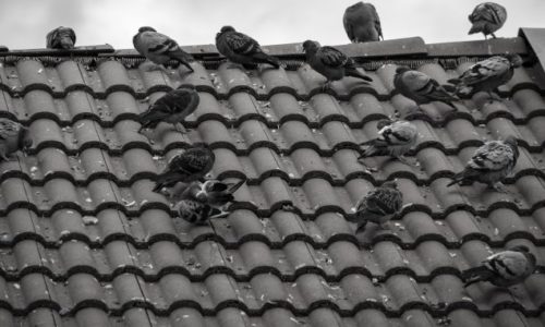 Rimedi contro i piccioni: come allontanare i piccioni dal tetto?