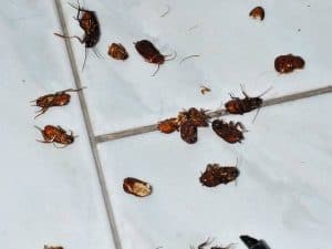 Scopri di più sull'articolo Come eliminare gli scarafaggi in casa?