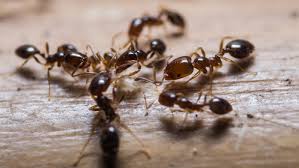 Scopri di più sull'articolo Come eliminare le formiche in casa?