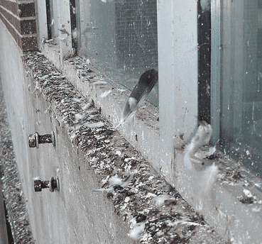 Il davanzale di una finestra piena di guano di piccioni