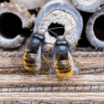 due api entrano in un buco tra la legna