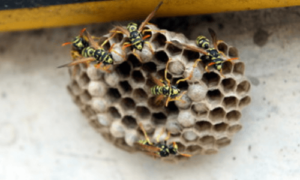 api entrano nel nido