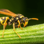 una vespa su un filo d'erba